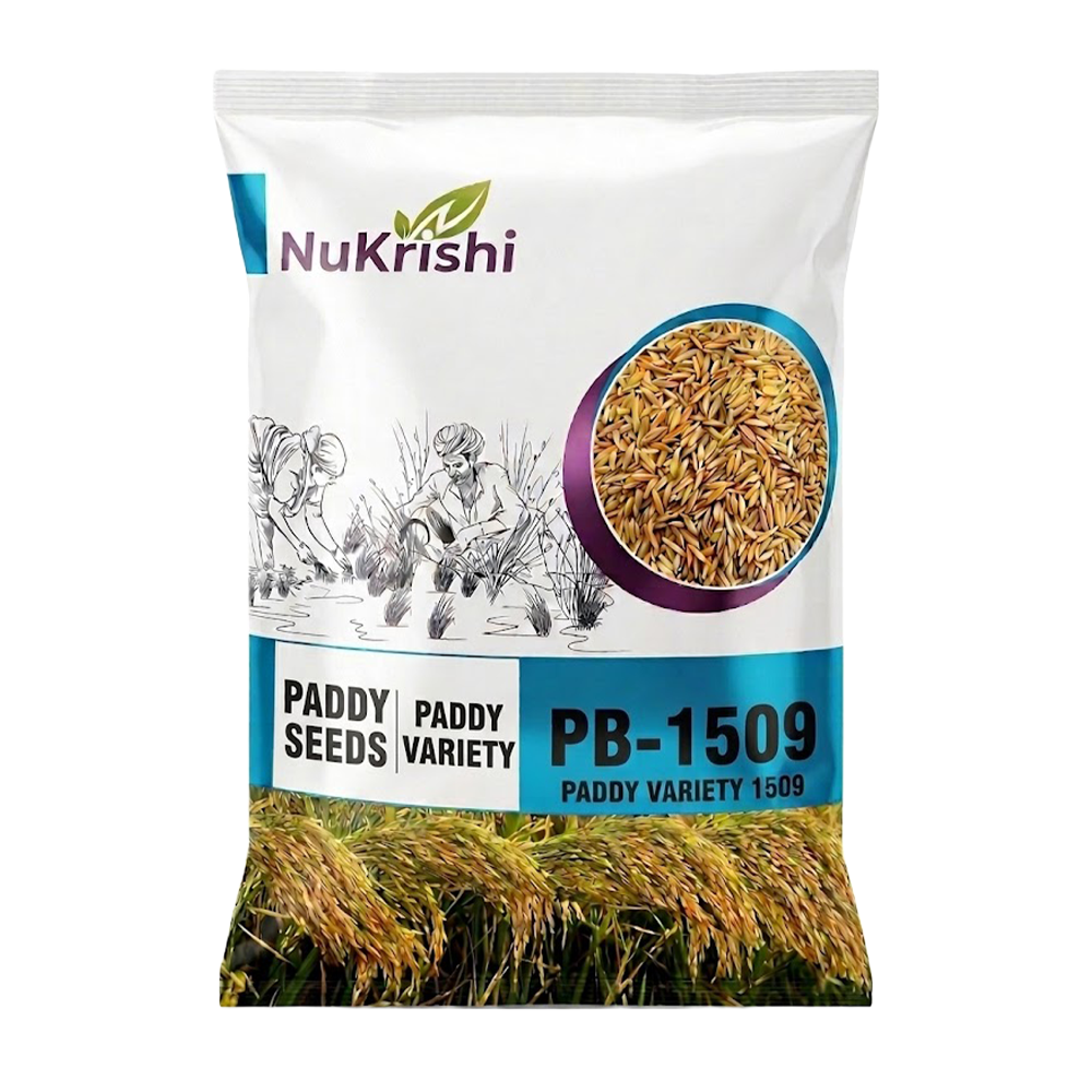 PB-1509 (PADDY)