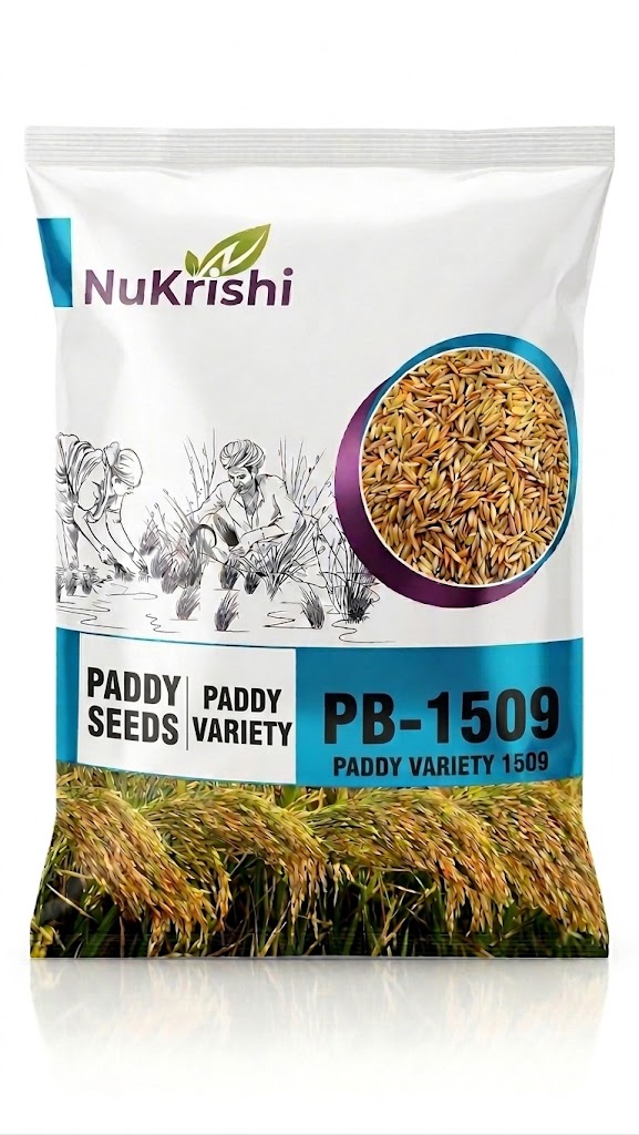 PB-1509 (PADDY)