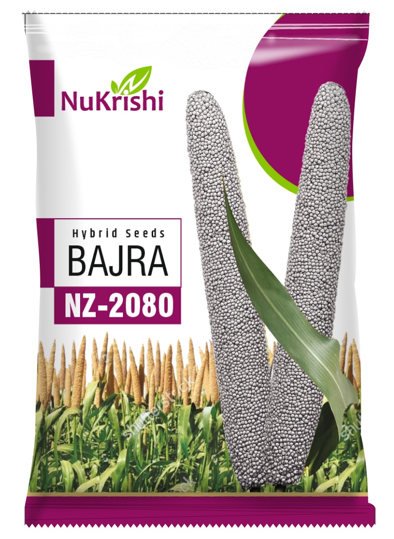 NZ-2080 (BAJRA)