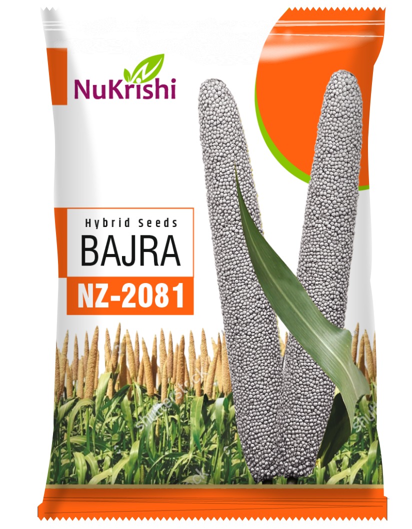 NZ-2081(BAJRA)