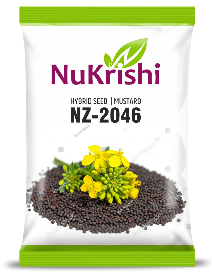 NZ-2046 (MUSTARD)