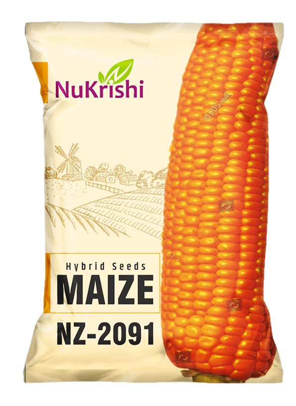NZ-2091(MAIZE)