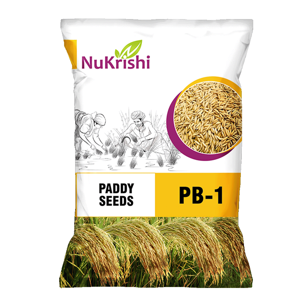 PB-01(PADDY)