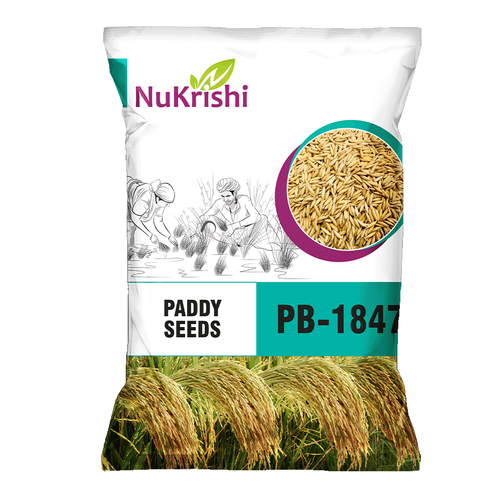PB-1847(PADDY)