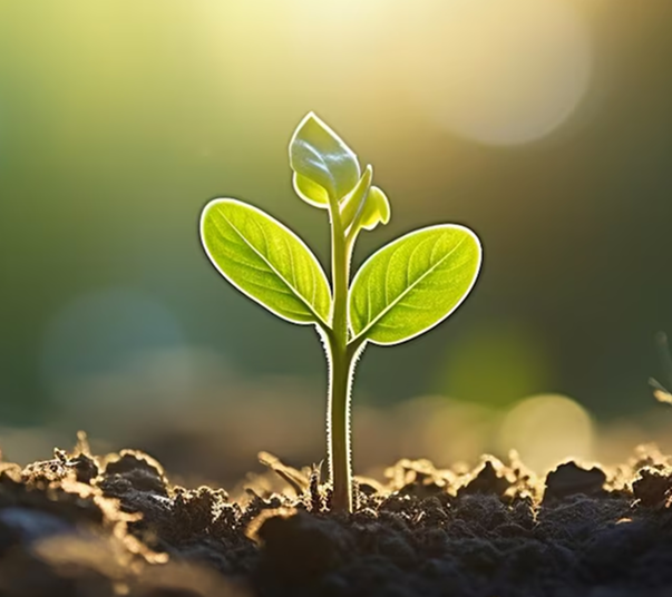NuKrishi seedling