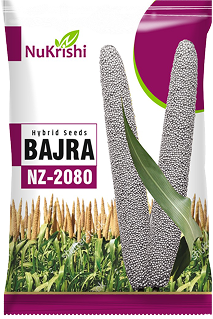 Seed